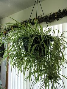 spider plant-air-purifying plants, Milford, Shrewsbury MA